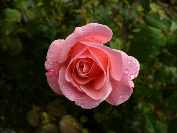 Pink Rose