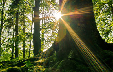 Tree in Forest