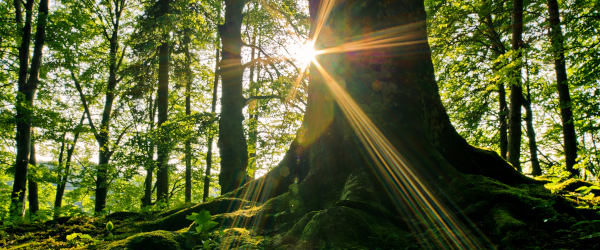 Tree in Forest